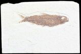 Bargain, Knightia Fossil Fish - Wyoming #60448-1